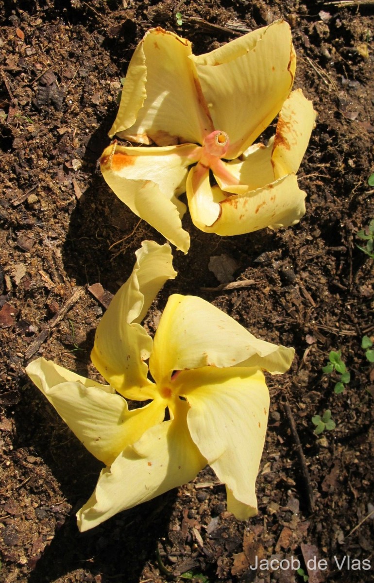 Chonemorpha fragrans (Moon) Alston